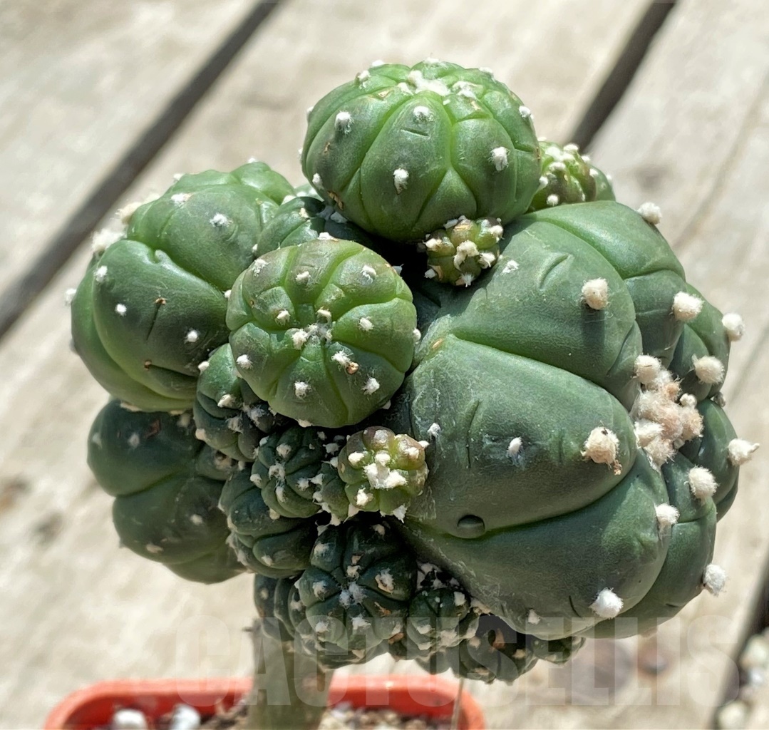 SHPR12711 Astrophytum asterias 'Kikko' f. monstrosa, grafted - immagine 2