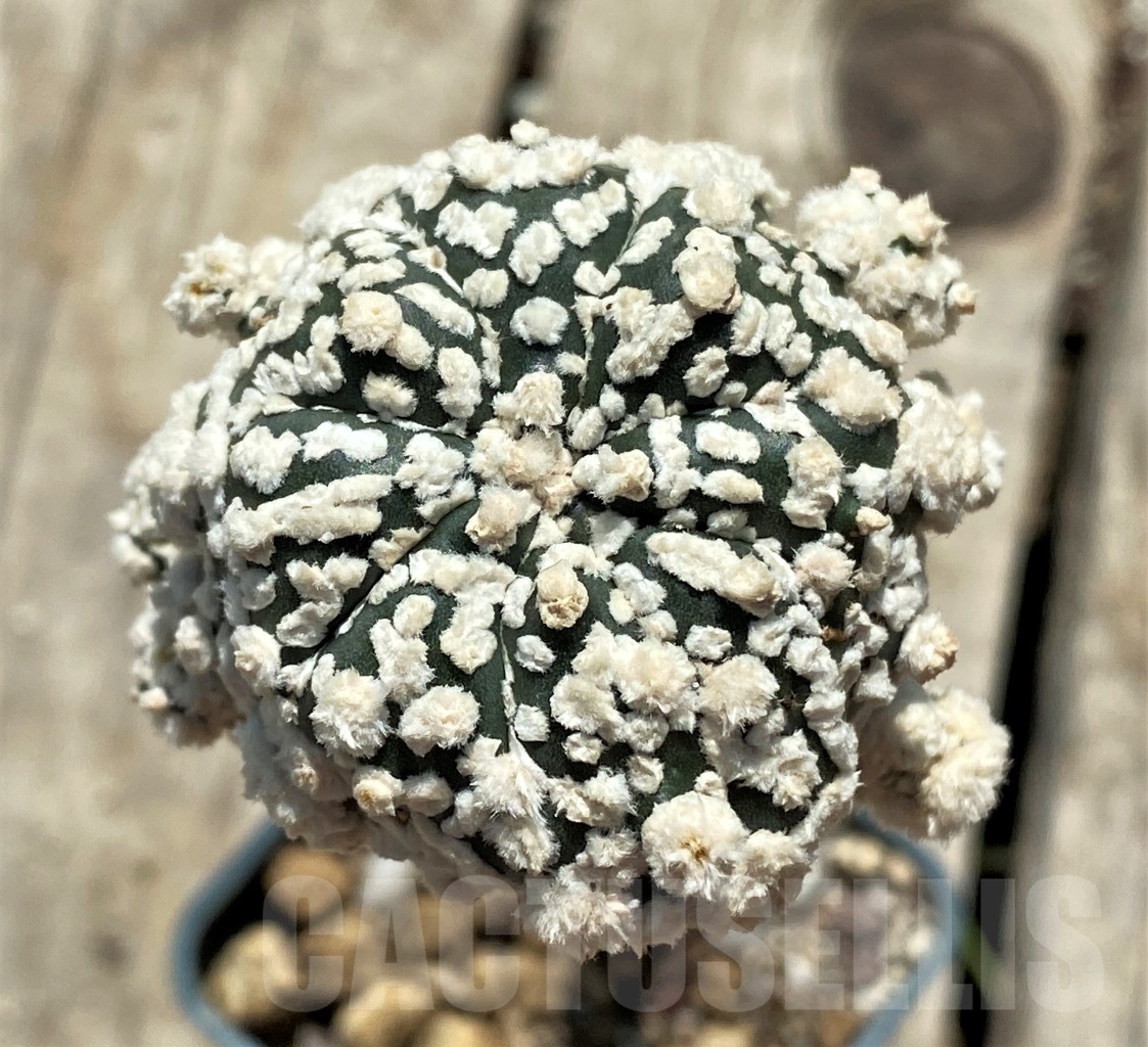 SHPR12712 Astrophytum asterias 'Super Kabuto' snow, grafted