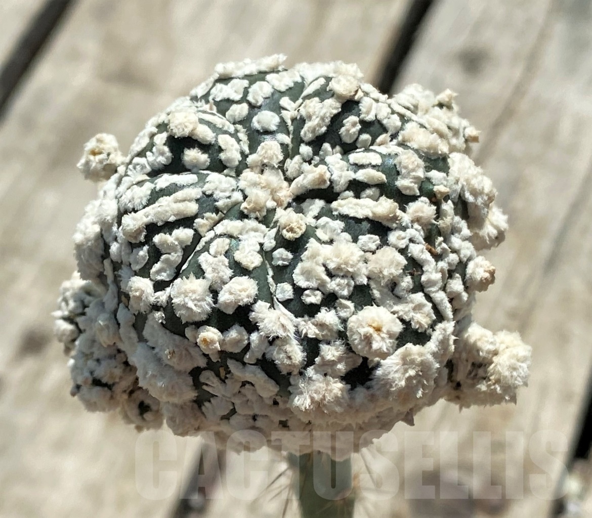 SHPR12712 Astrophytum asterias 'Super Kabuto' snow, grafted - immagine 2