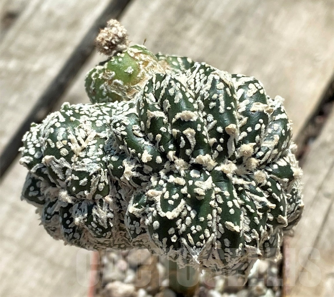 SHPR12713 Astrophytum asterias 'Super Kabuto' v-type f. monstrosa, grafted