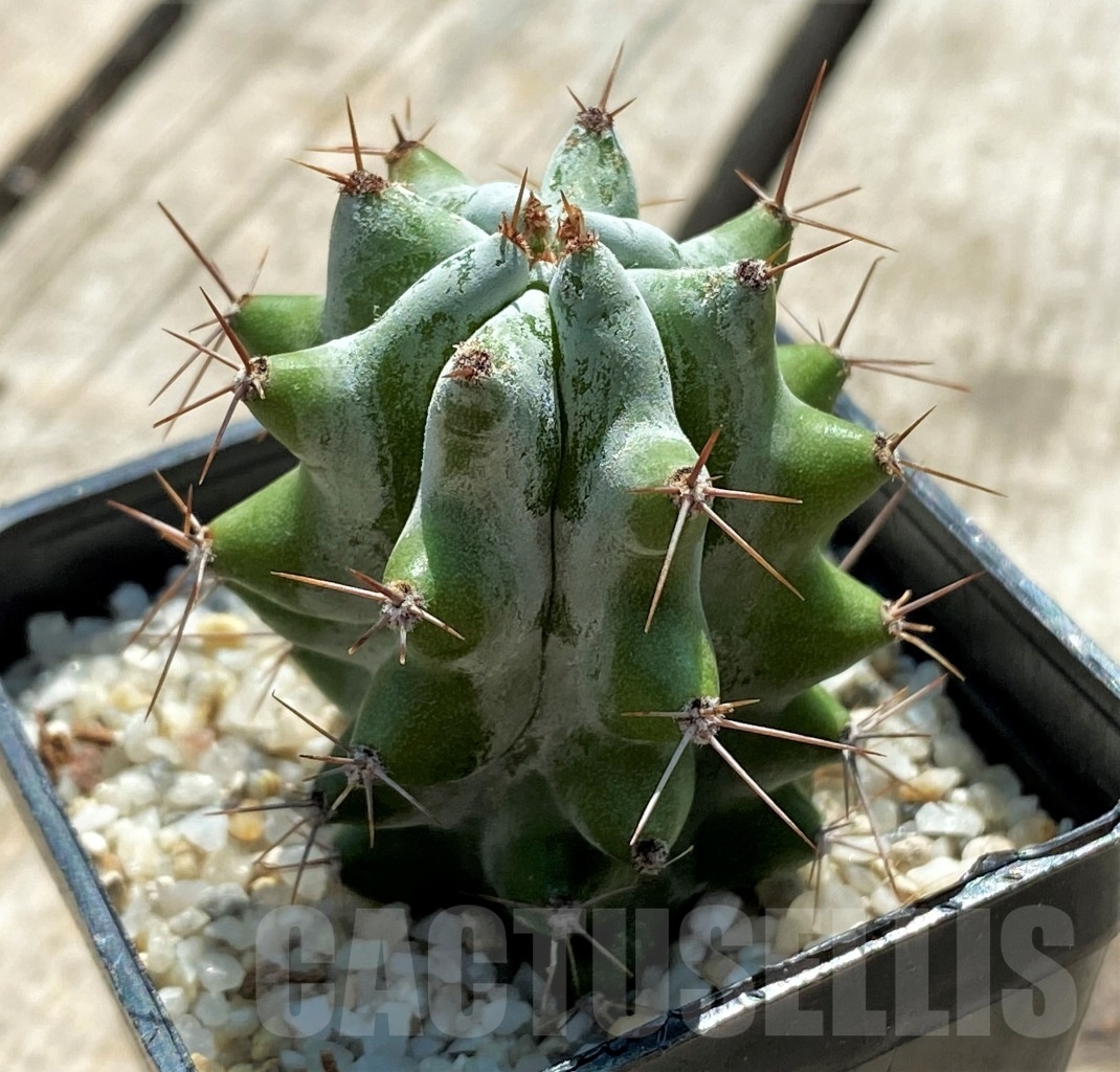 SHPR12715 Stenocereus beneckei - Imagen 2