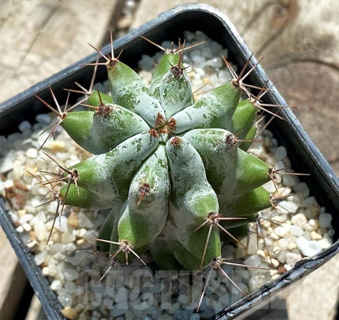 SHPR12715 Stenocereus beneckei