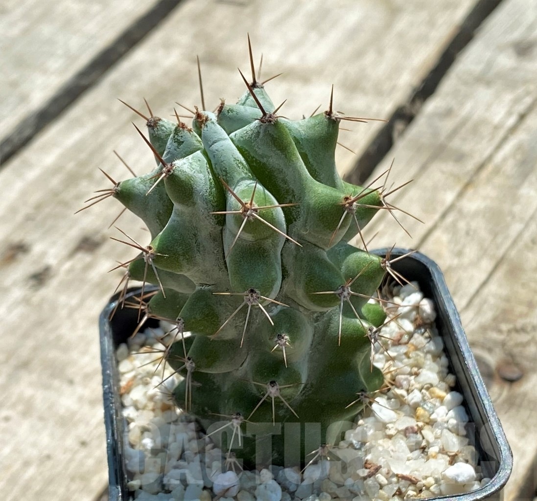 SHPR12716 Stenocereus beneckei - Imagen 2