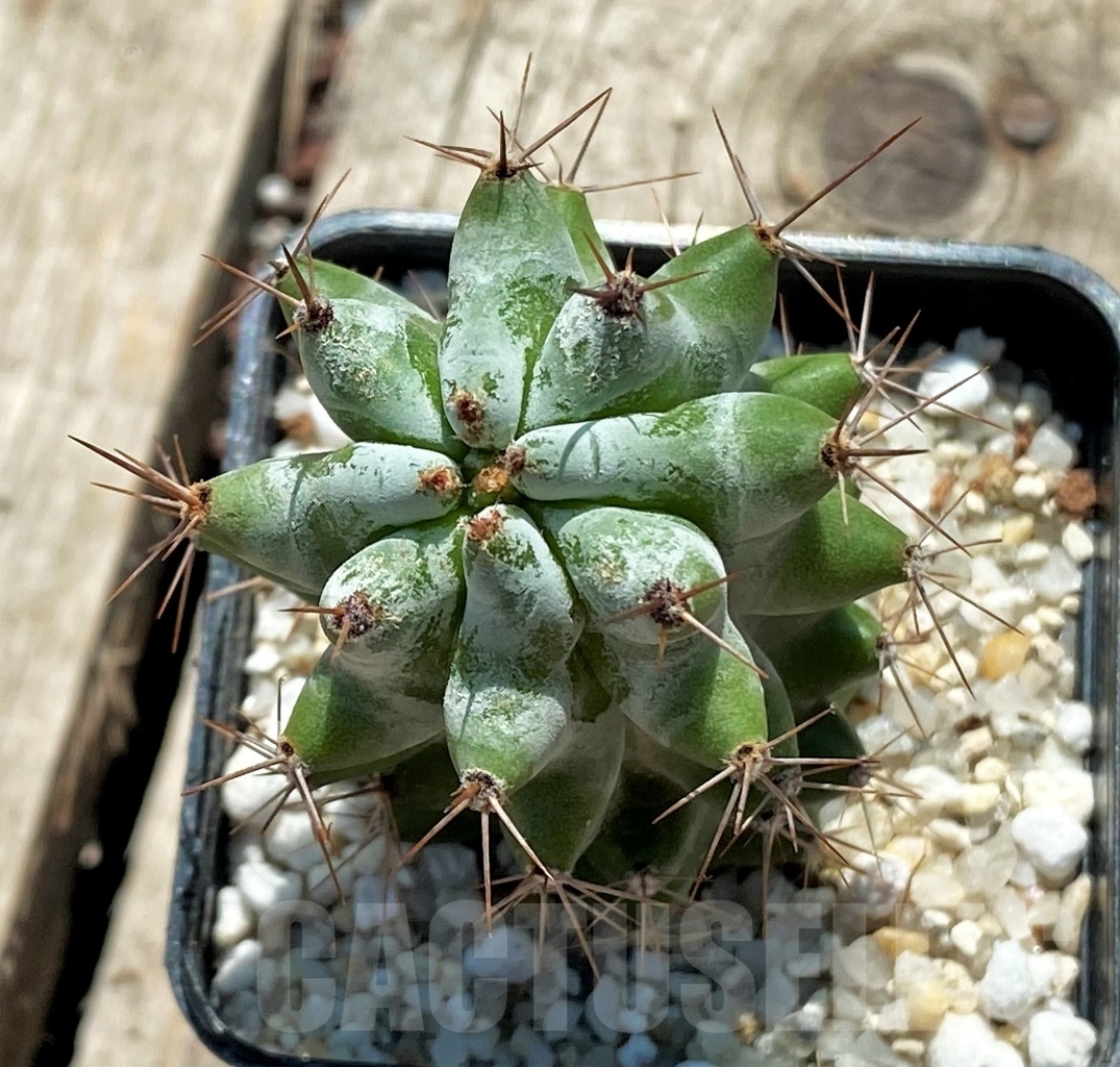 SHPR12716 Stenocereus beneckei