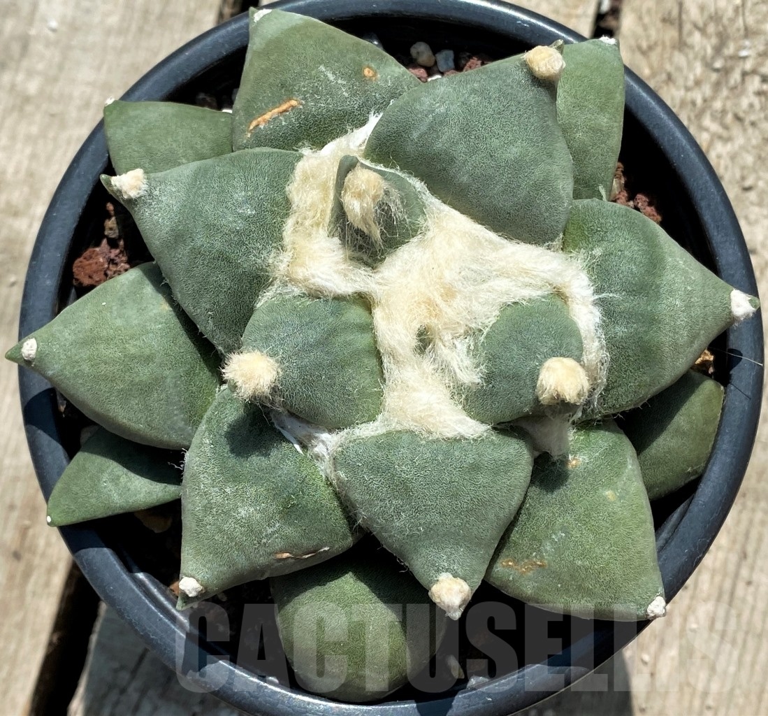 SHPR12726 Ariocarpus retusus v. furfuraceus