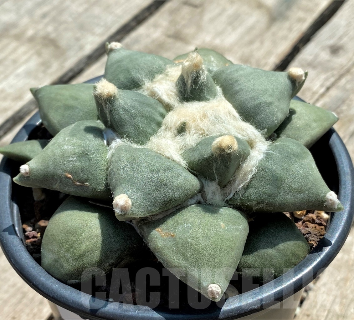 SHPR12726 Ariocarpus retusus v. furfuraceus - immagine 2