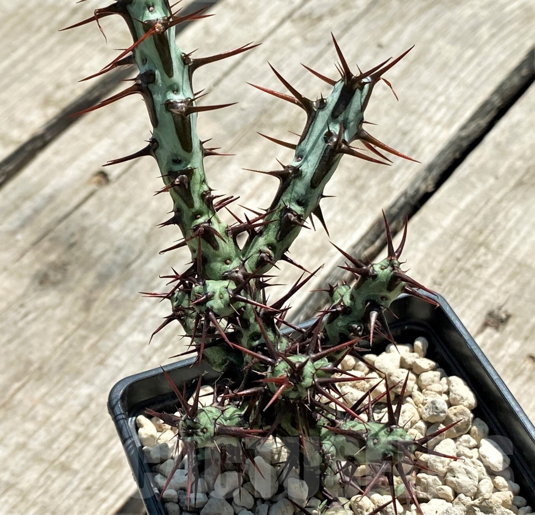 SHPR12727 Euphorbia aeruginosa typ 3