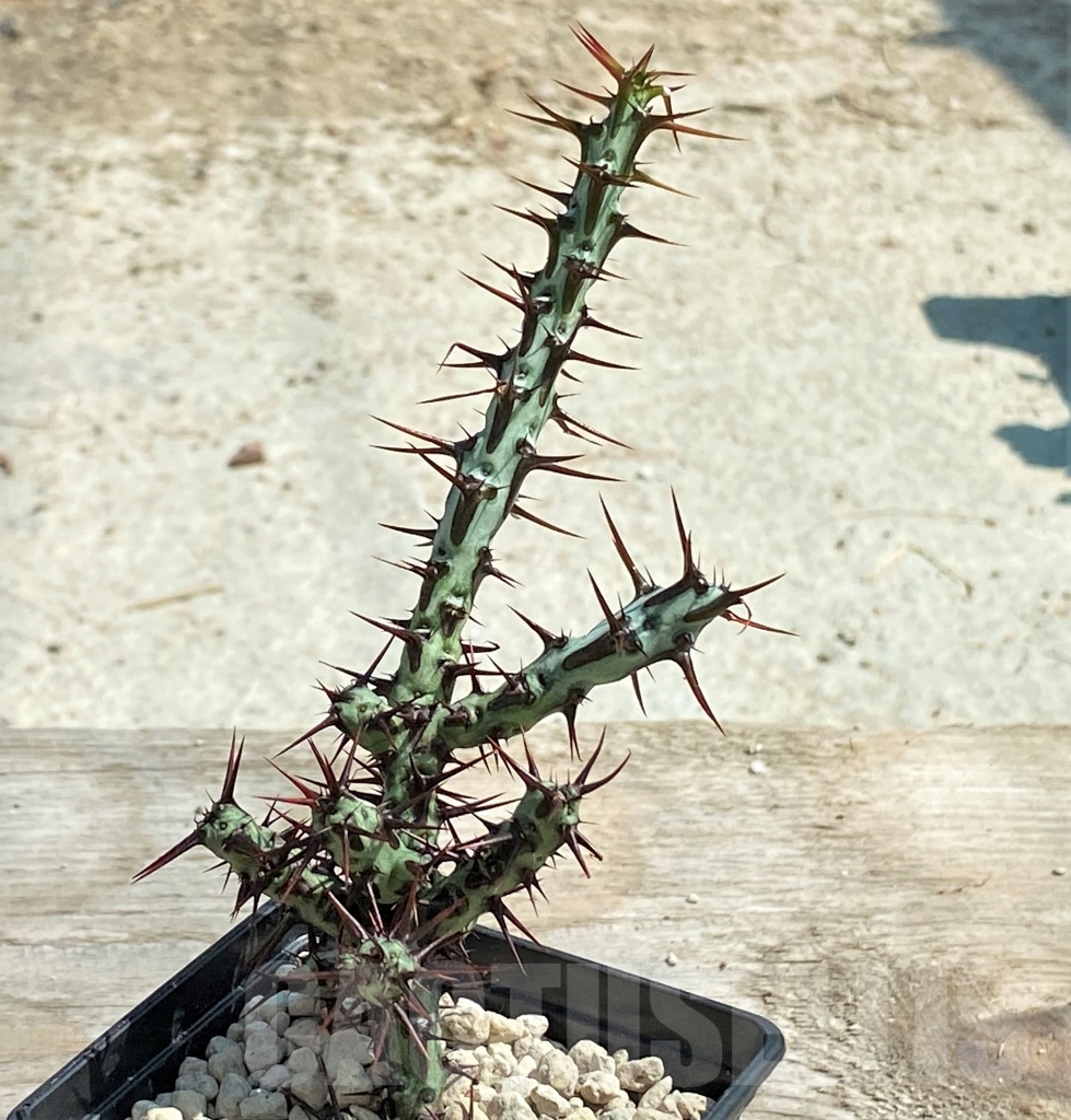 SHPR12727 Euphorbia aeruginosa typ 3 - immagine 2