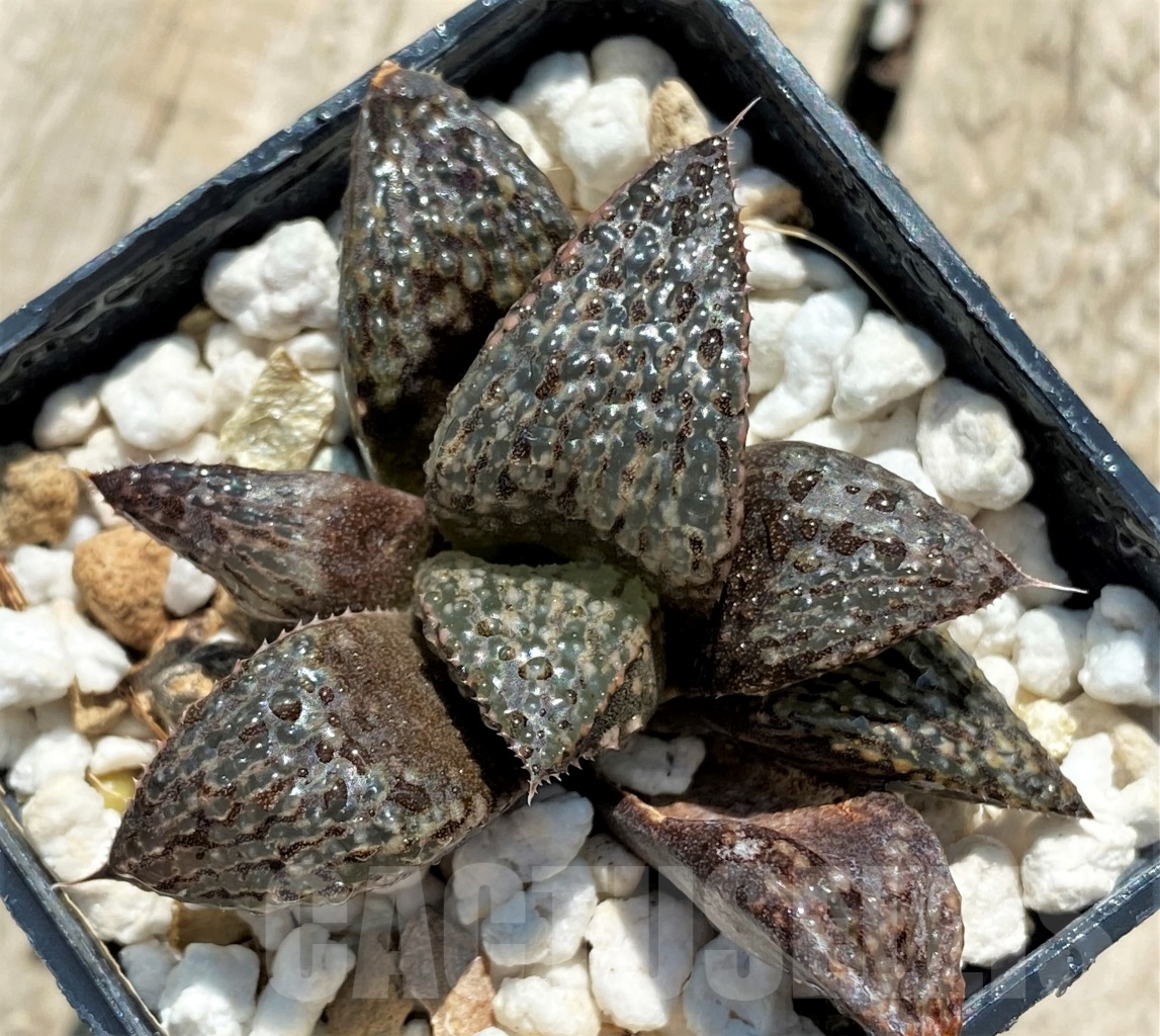 SHPR12730 Haworthia magnifica v. splendens hybrid