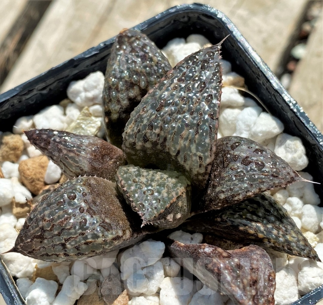SHPR12730 Haworthia magnifica v. splendens hybrid - Image 2