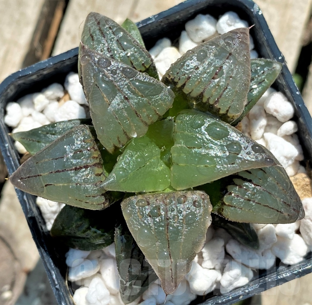 SHPR12732 Haworthia atrofusca hybrid Japan – Image 2