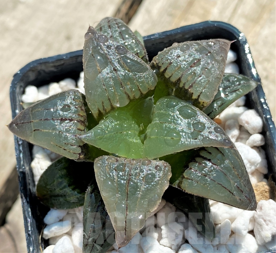 SHPR12732 Haworthia atrofusca hybrid Japan