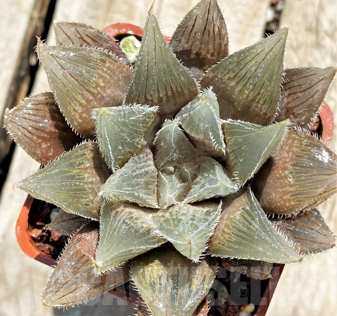 SHPR12736 Haworthia cooperi v. venusta hybrid - Image 2