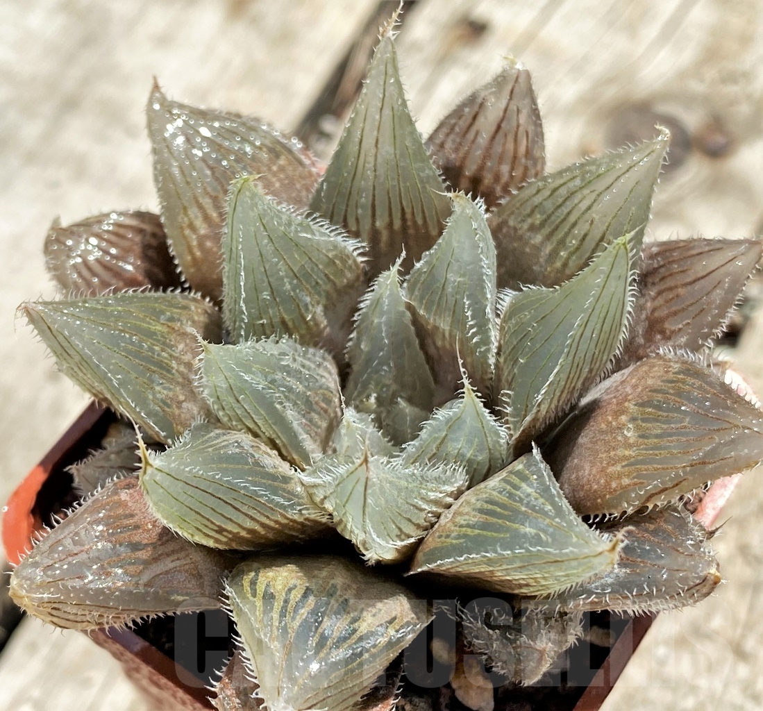 SHPR12736 Haworthia cooperi v. venusta hybrid - Image 3