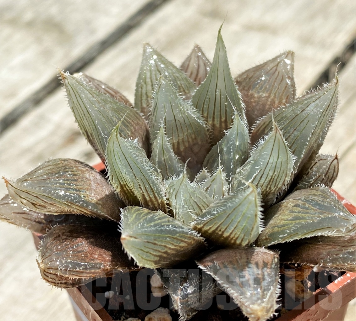 SHPR12736 Haworthia cooperi v. venusta hybrid