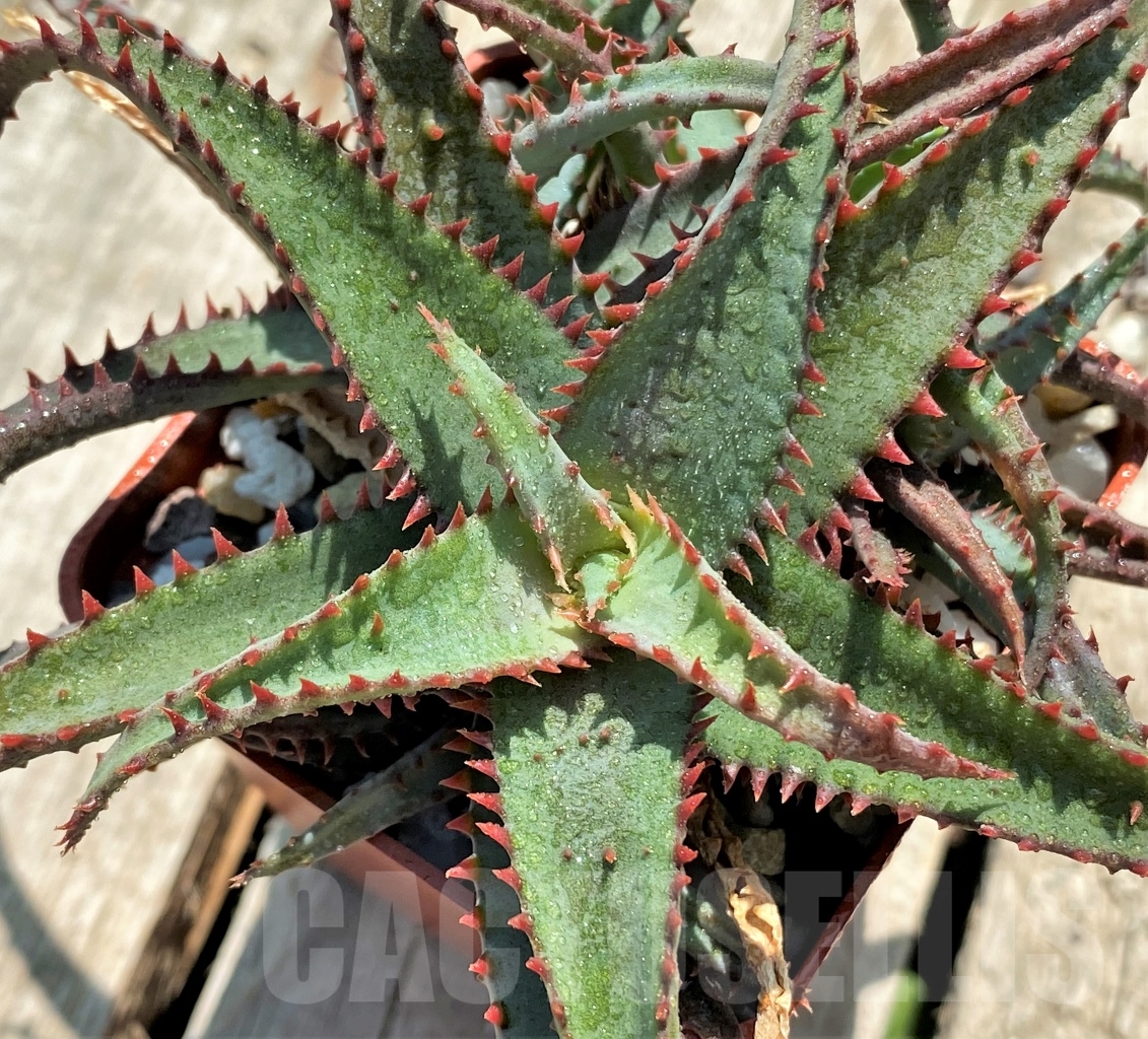 SHPR12738 Aloe castilloniae hybrid