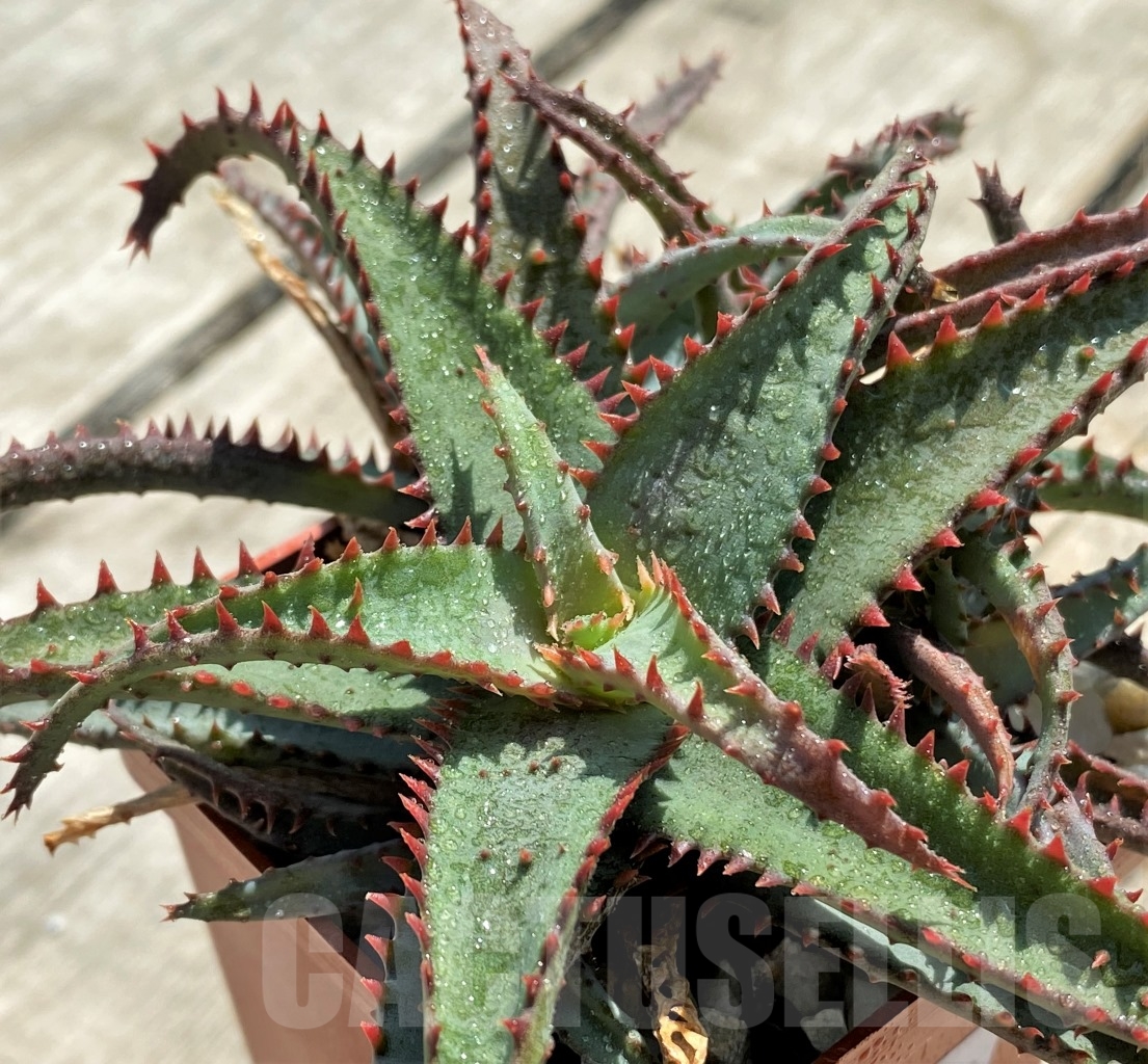 SHPR12738 Aloe castilloniae hybrid - Image 2