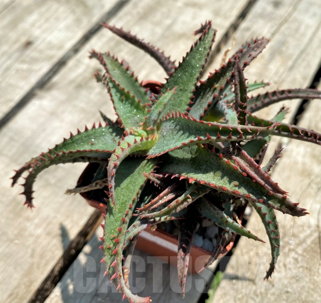 SHPR12738 Aloe castilloniae hybrid - Image 3
