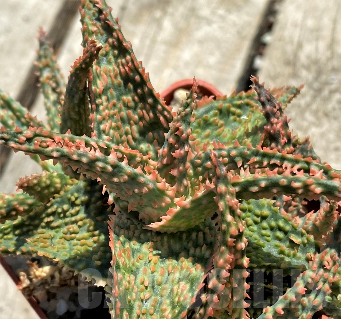 SHPR12740 Aloe franco x 'Christmas Carol'