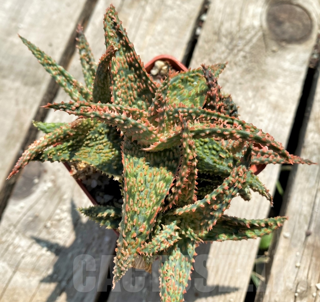 SHPR12740 Aloe franco x 'Christmas Carol' - Image 2