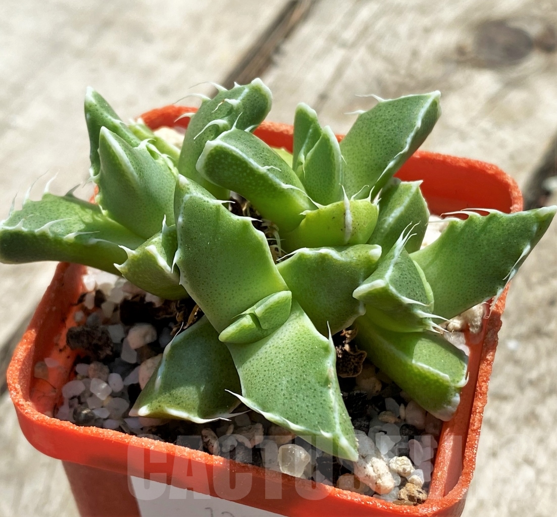 SHPR12744 Faucaria felina - Image 2