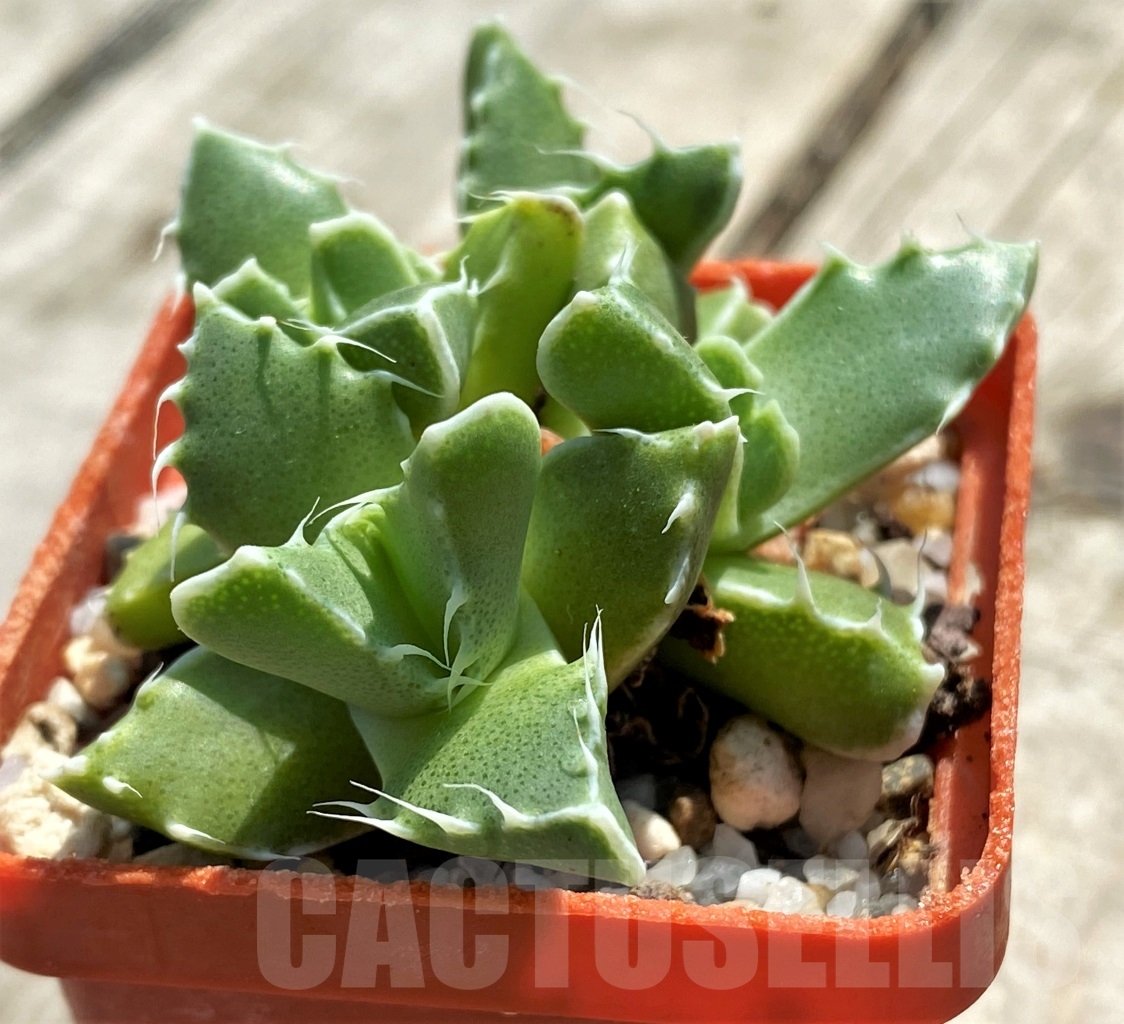 SHPR12744 Faucaria felina