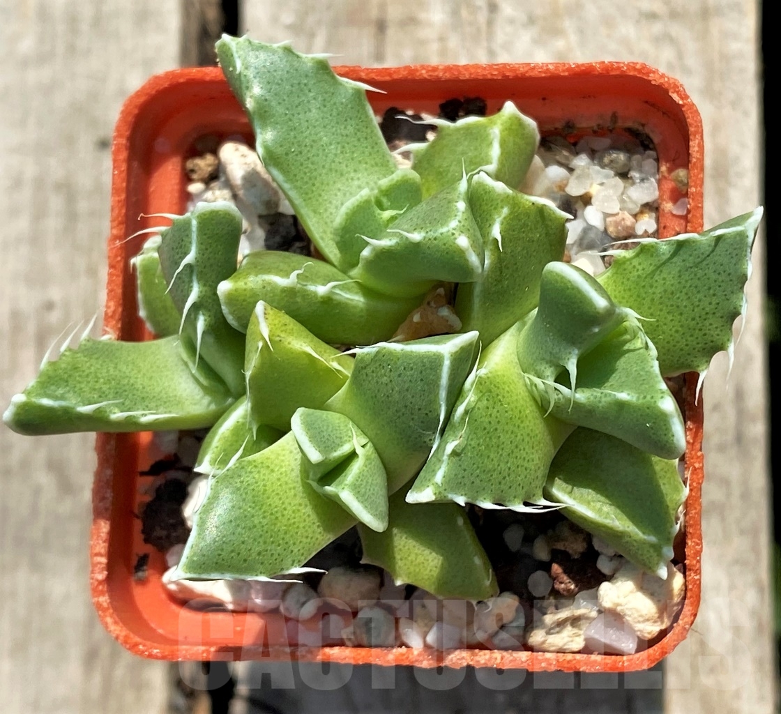 SHPR12744 Faucaria felina - Image 3