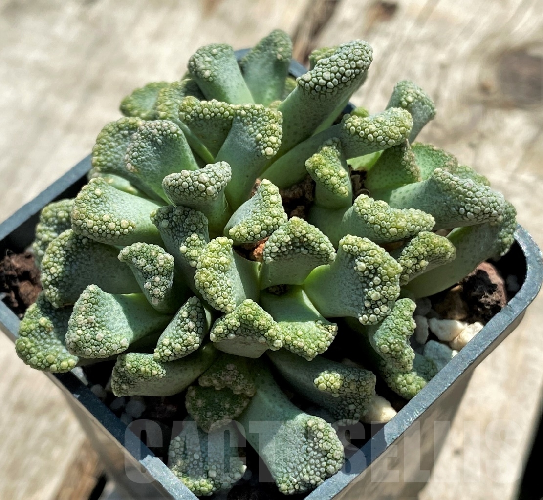 SHPR12745 Titanopsis calcarea - immagine 2