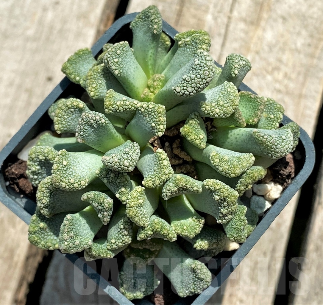 SHPR12745 Titanopsis calcarea - immagine 3