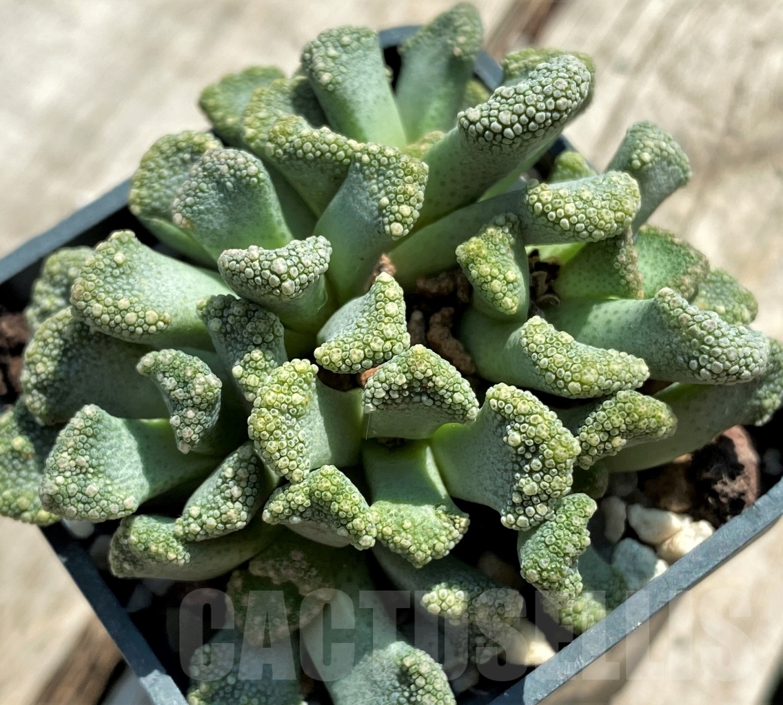 SHPR12745 Titanopsis calcarea