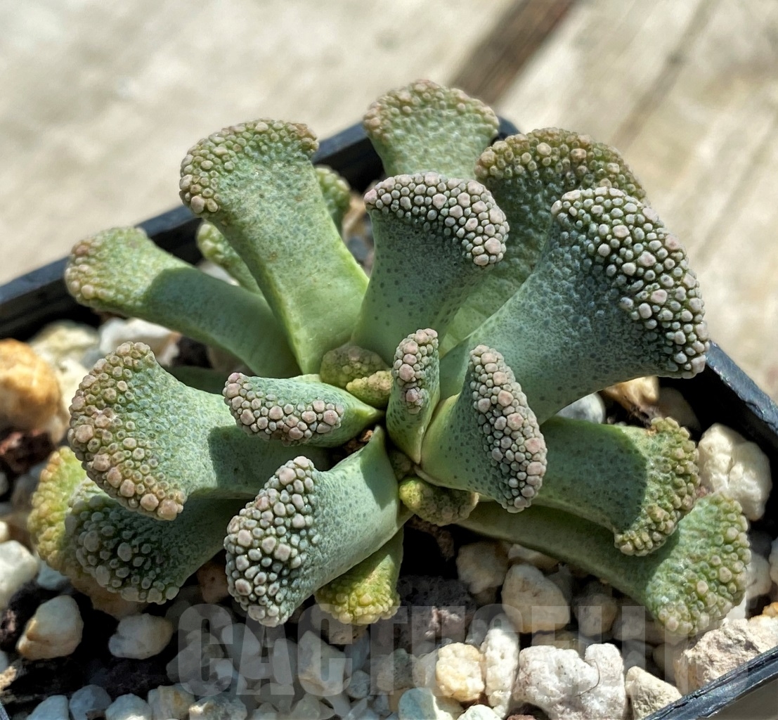 SHPR12746 Titanopsis calcarea - Image 2