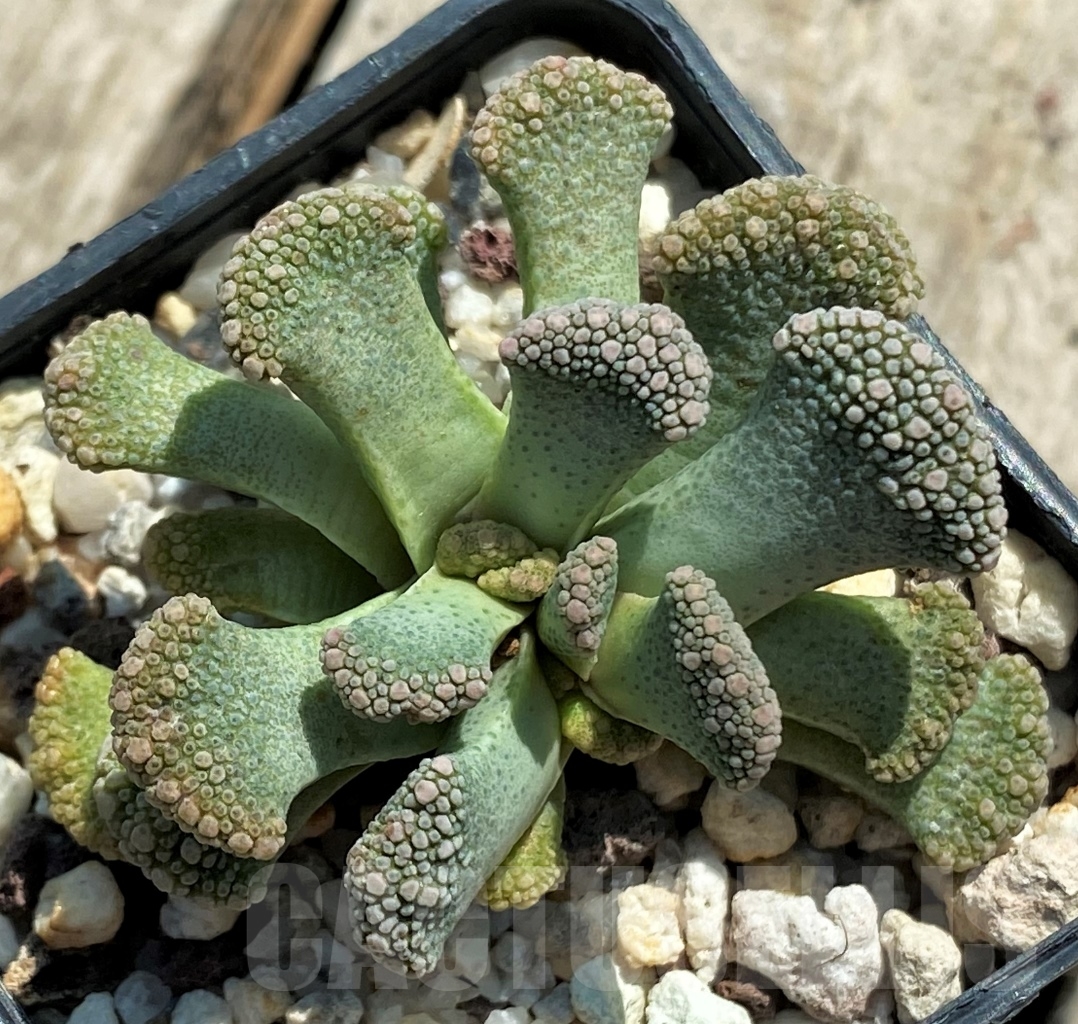 SHPR12746 Titanopsis calcarea