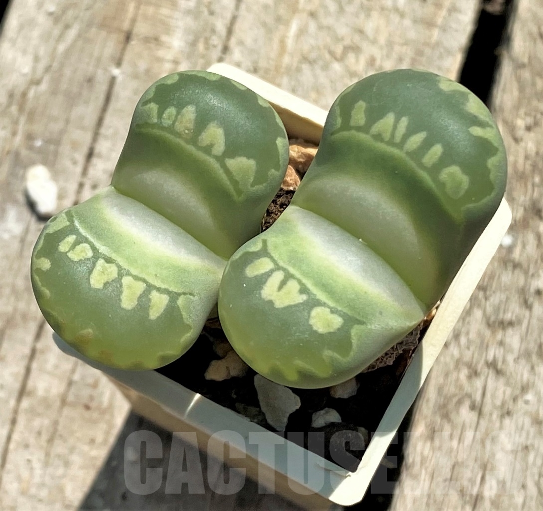 SHPR12747 Lithops otzeniana