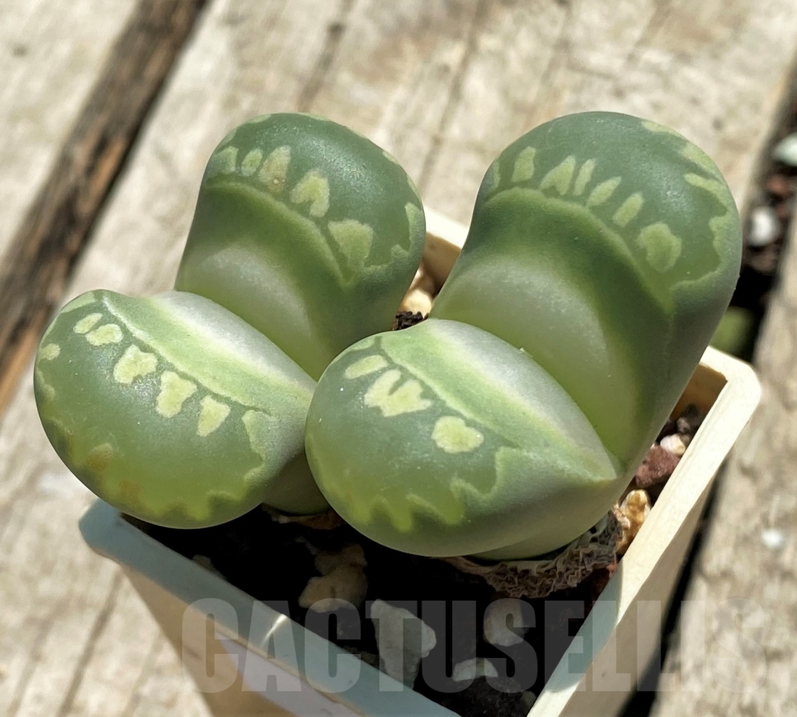 SHPR12747 Lithops otzeniana - Image 2