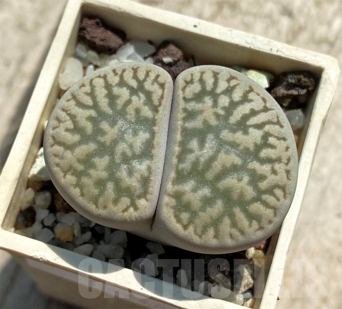SHPR12748 Lithops hookeri v. susannae C091