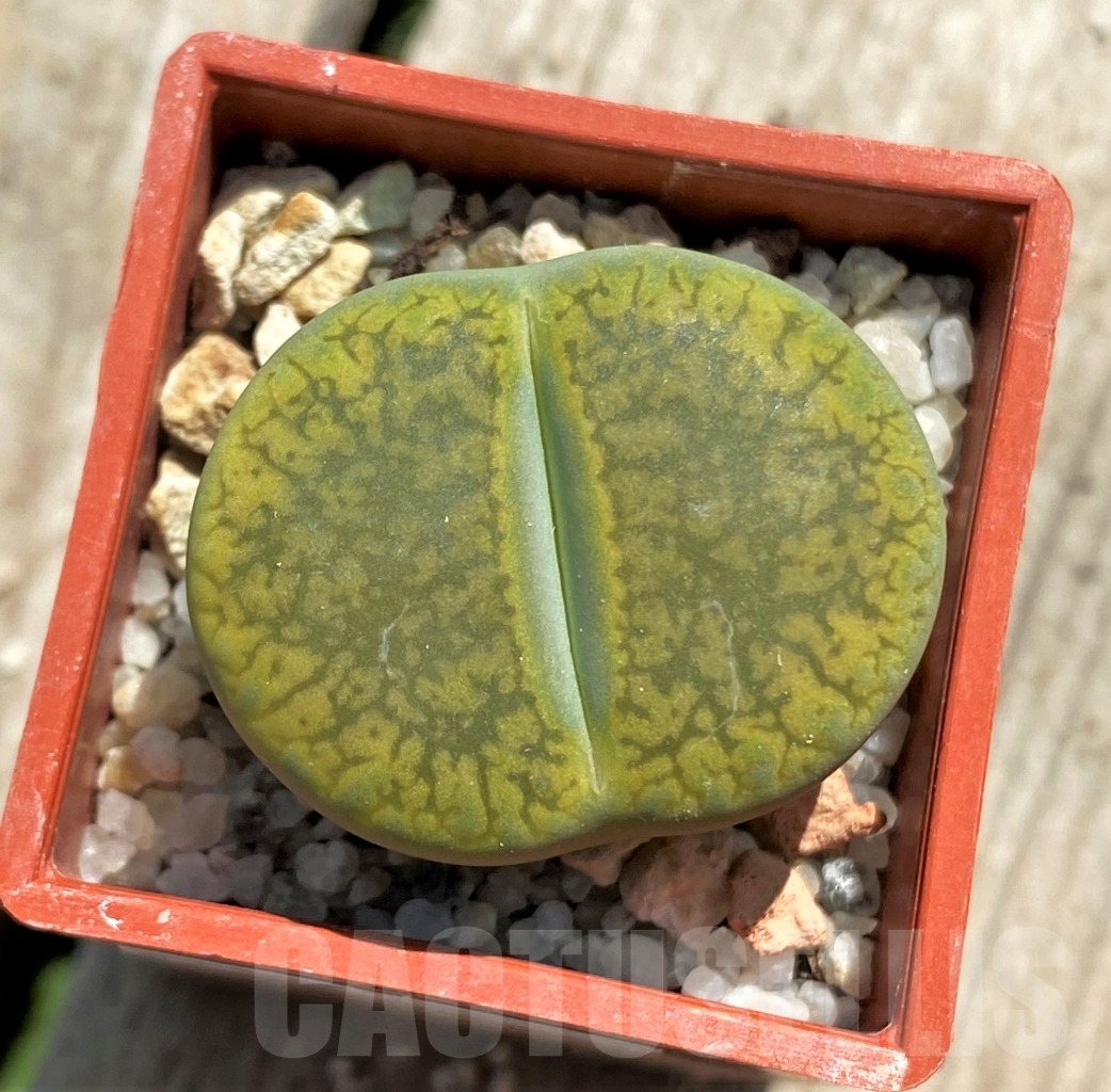 SHPR12749 Lithops aucampiae 'Jackson's Jade'