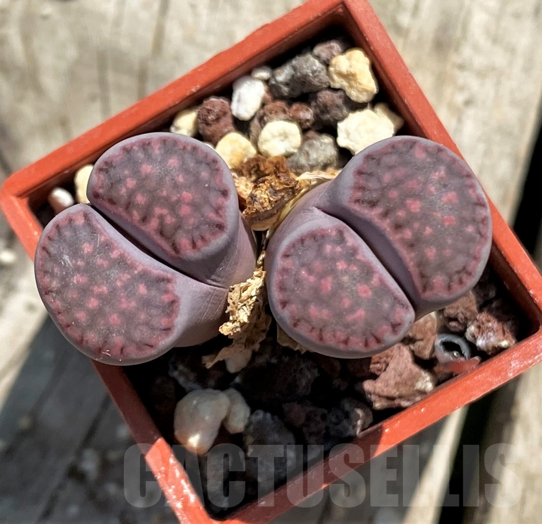 SHPR12750 Lithops julii x salicola 'Bachus'