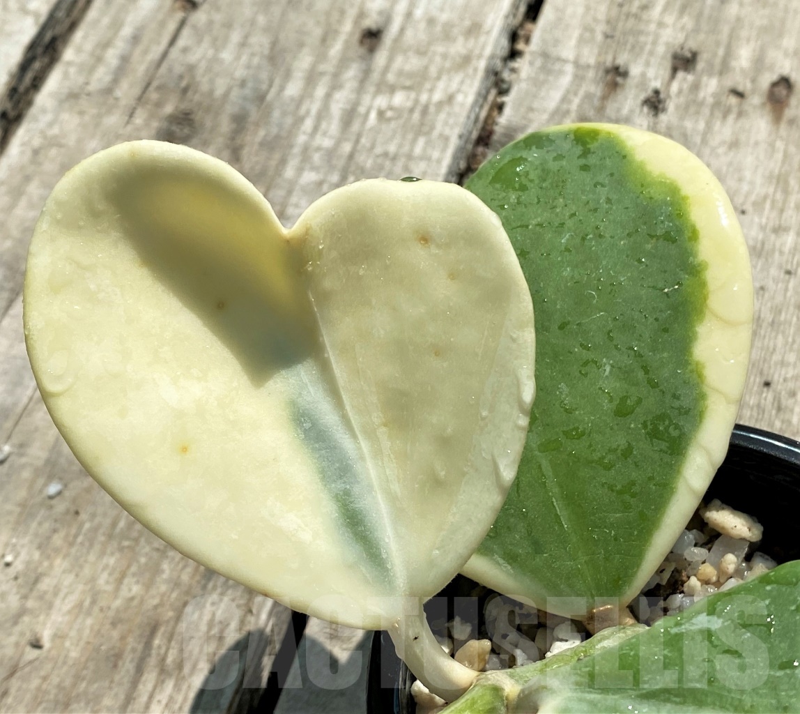 SHPR12751 Hoya kerrii variegata