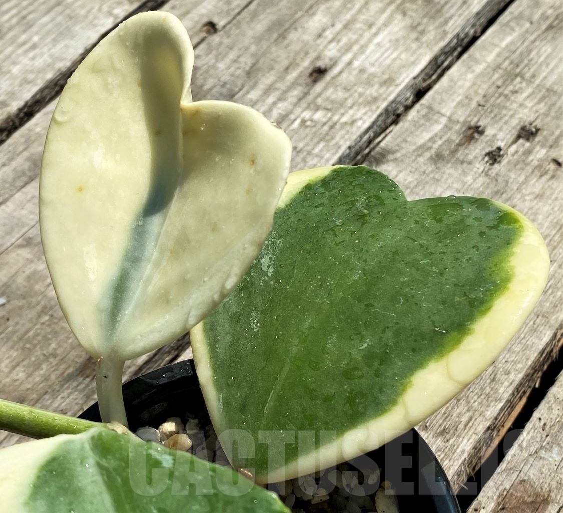 SHPR12751 Hoya kerrii variegata - 画像 (2)