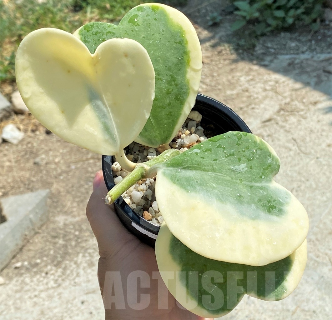 SHPR12751 Hoya kerrii variegata - 画像 (3)