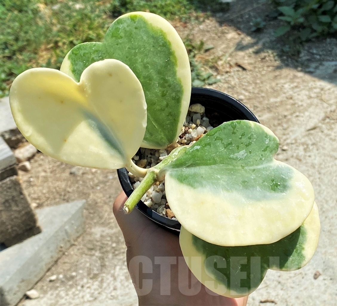 SHPR12751 Hoya kerrii variegata - 画像 (4)