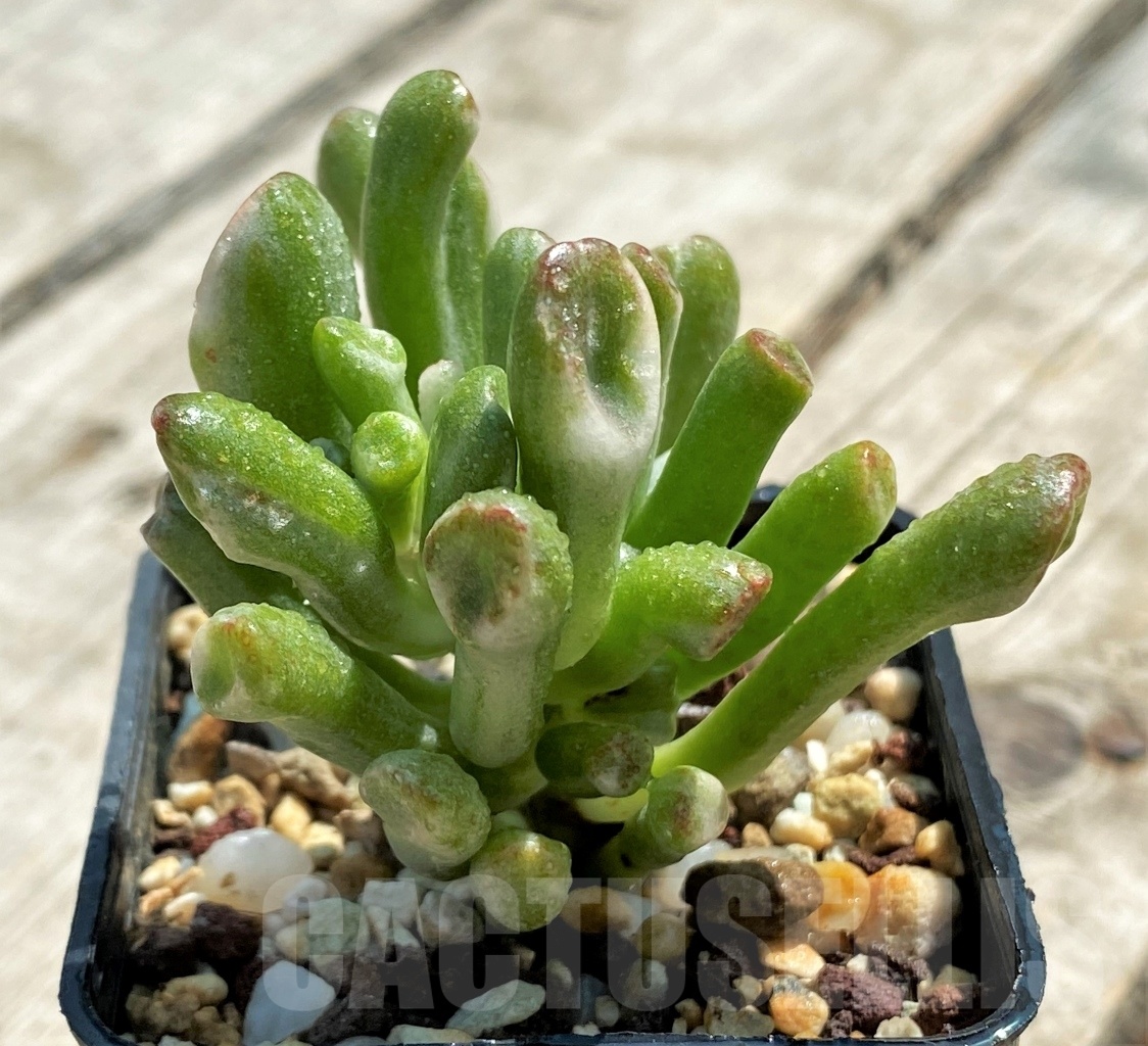 SHPR12752 Crassula Hobbit variegata