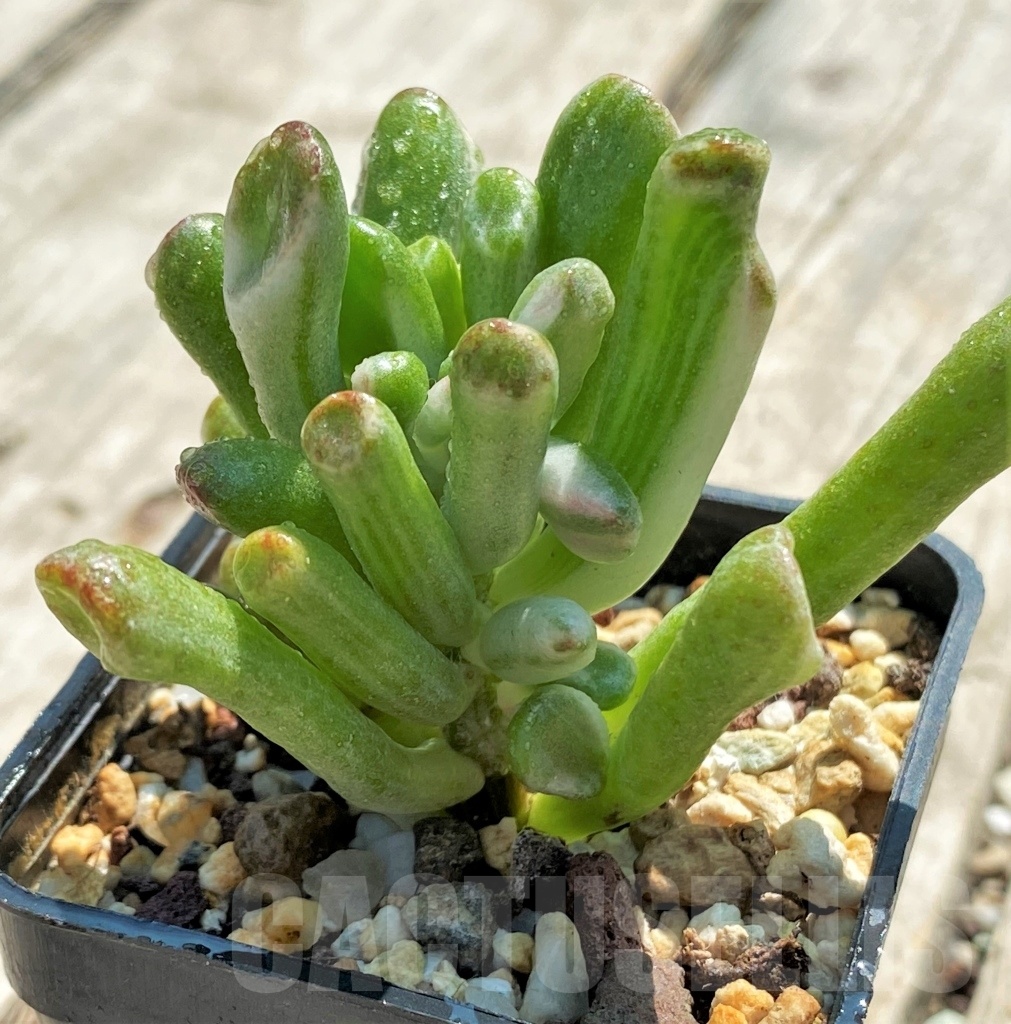 SHPR12752 Crassula Hobbit variegata - Image 2