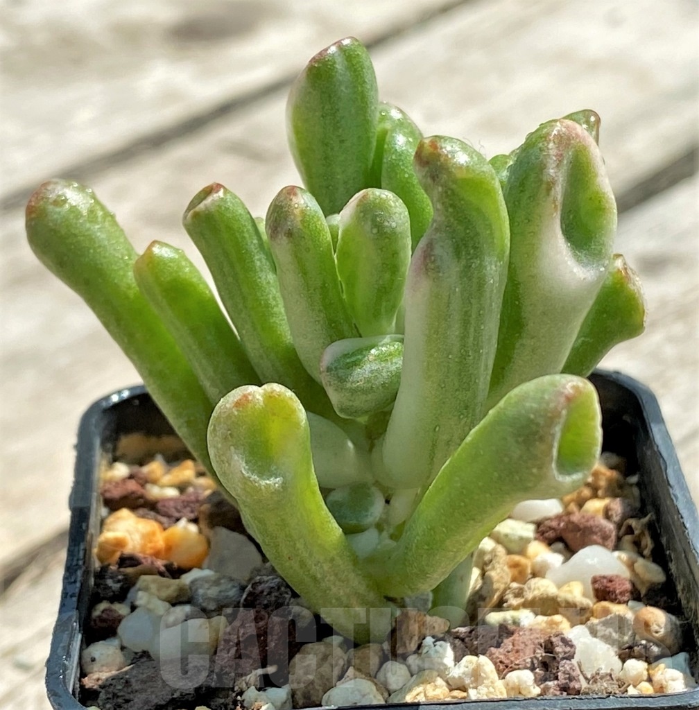 SHPR12752 Crassula Hobbit variegata - Image 3