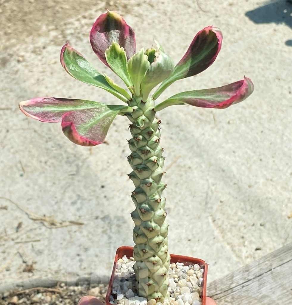 SHPR12753 Monadenium stapelioides f. variegata