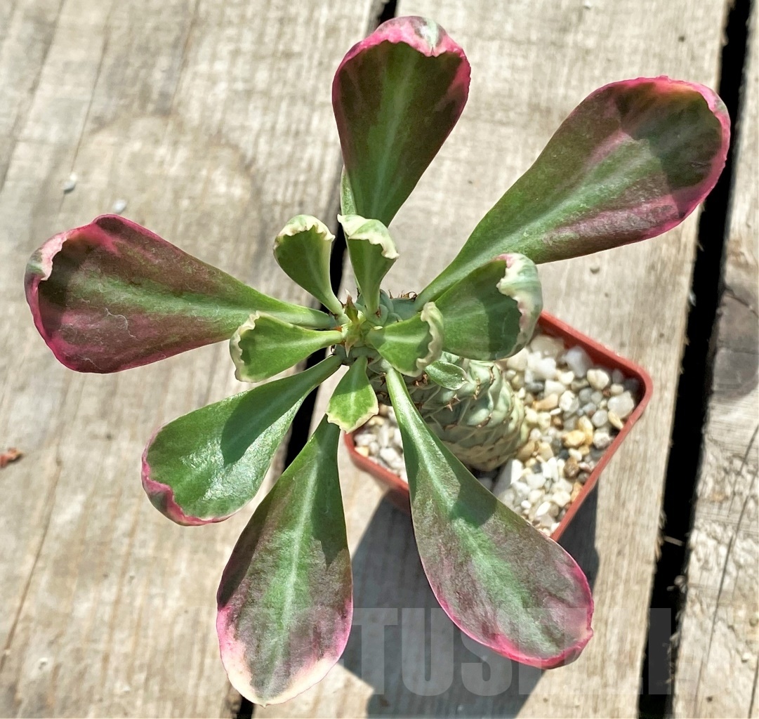 SHPR12753 Monadenium stapelioides f. variegata - Image 2