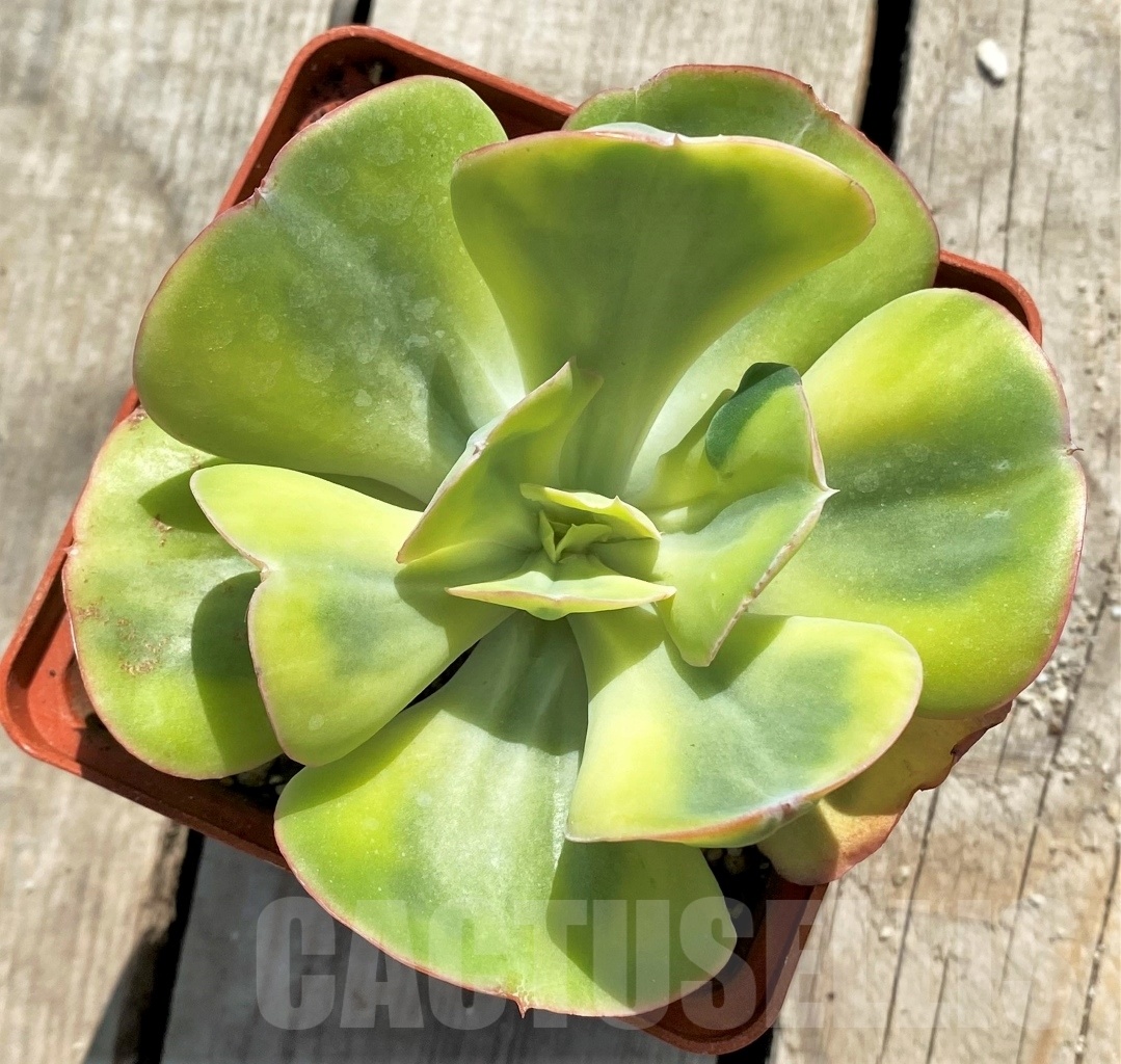 SHPR12754 Echeveria 'Winter Sunset'