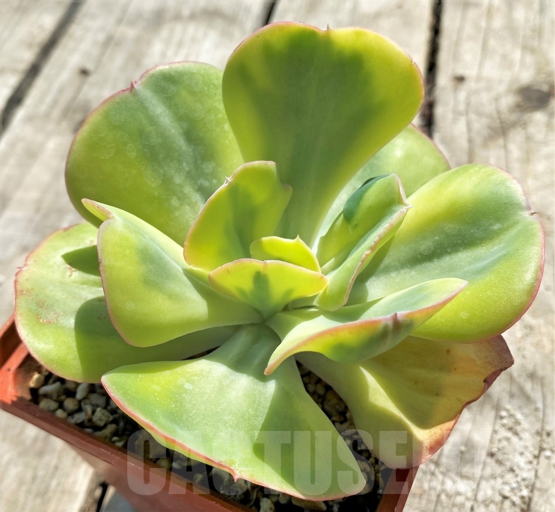 SHPR12754 Echeveria 'Winter Sunset' - Image 2