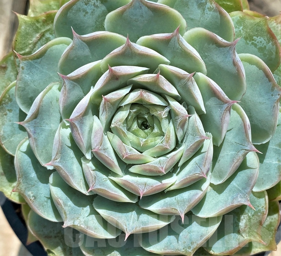 SHPR12757 Echeveria hybrid