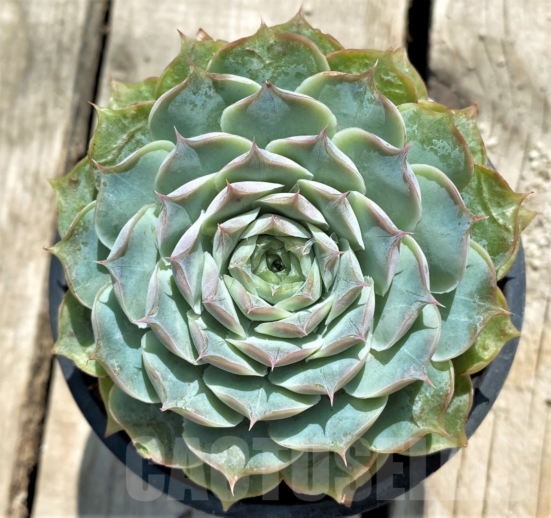 SHPR12757 Echeveria hybrid - immagine 2